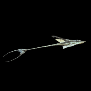 Royal Farlowella Whiptail Catfish (4 - 5 Cm)