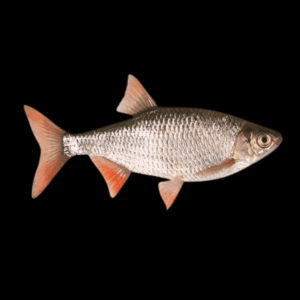 Rudd Scardinius Erythrophthalmus 10cm X 10