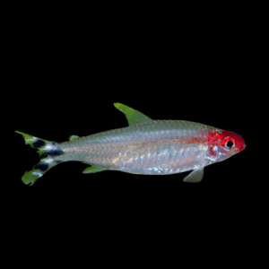 Rummynose Tetra (2 - 2,5 Cm)