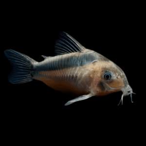 Rabauti Corydoras (3 - 3,5 Cm)