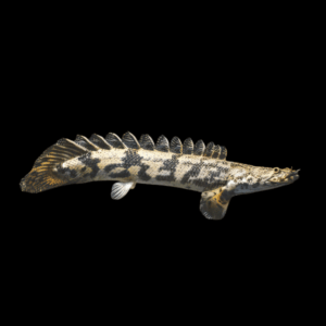 Saddled Endlicheri Bichir (5 - 6 Cm)