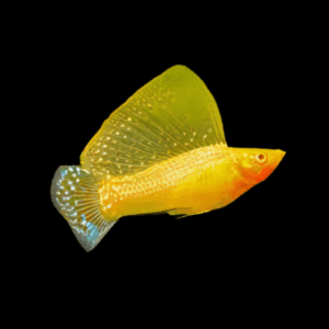 Sunset Sailfin Molly (6 - 7 Cm)