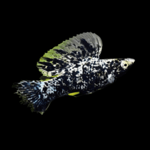 Marble Sailfin Molly (6 - 7 Cm)