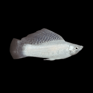 Sailfin Silver Molly (4 - 5 Cm)