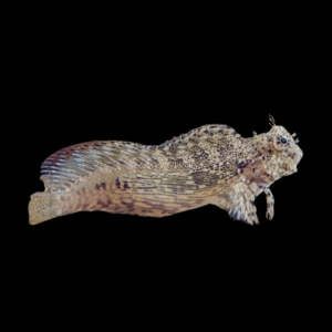 Jewelled Blenny - M/L