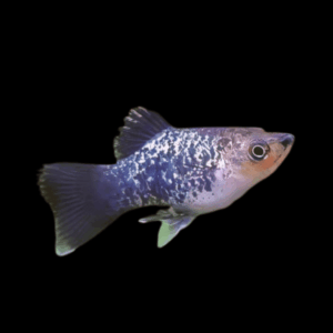 Salt And Pepper Platy (3 - 3,5 Cm)
