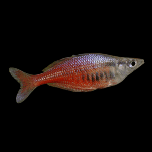 Sentani Rainbow Fish (4 - 5 Cm)
