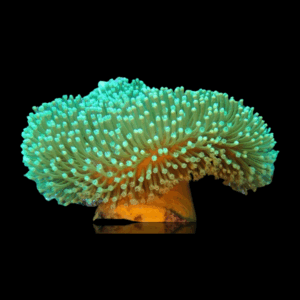 Green -Frag - SARCOPHYTON GREEN -FRAG