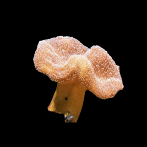 Sarcophyton - Sp. - FRAG