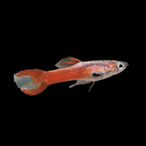 Red Endler (1 - 2 Cm)