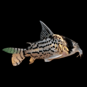 Schwartz’s Corydoras (> 3,5 Cm)