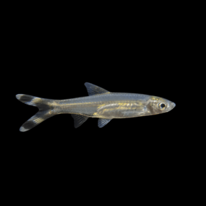 Scissortail Rasbora (2,5 - 3,5 Cm)