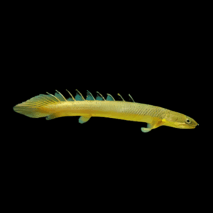 Senegal Bichir (12 - 15 Cm)