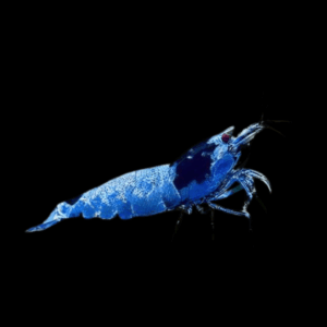Mosura Shrimp (1 Cm)