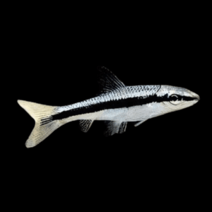 Siamese Algae Eater (3 - 3,5 Cm)