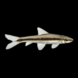 Flying Fox (4 - 6 Cm)