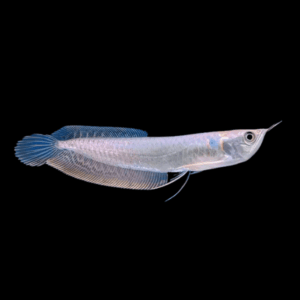 Silver Arowana (13 - 16 Cm)
