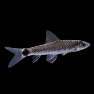 Fishnet Algae Eater (2,5 - 3 Cm)