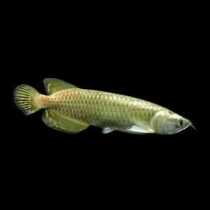 Bus Silver Arowana (13 - 15 Cm)