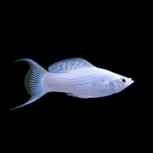 Lyretail Silver Molly (3 - 4 Cm)