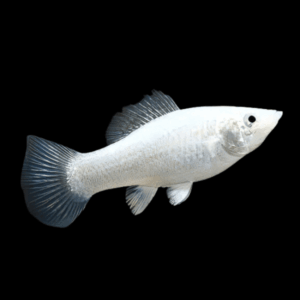 Silver Molly (4 Cm)