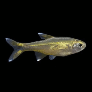 Silvertip Tetra (> 3 Cm Xl)