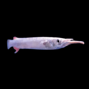 Halfbeak (3 - 4 Cm)