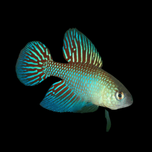 Feather Fin Pearfish (3 - 4 Cm)