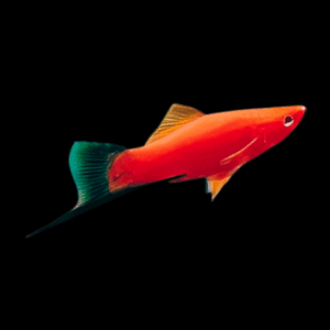 Sims Wagtail Swordtail (4 - 5 Cm)