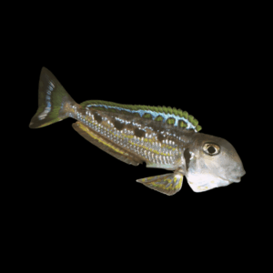 Singularis Xenotilapia Enantiopus Ochrogenys Kekese (5 - 6 Cm)