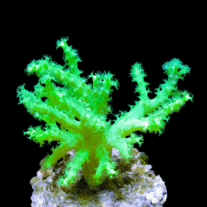 Super Green- Frag - SINULARIA SUPER GREEN- FRAG