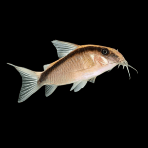 Skunk Corydoras (3 - 3,5 Cm)