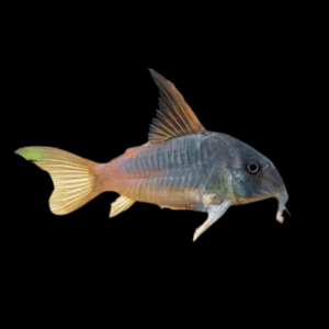 Slate Corydoras (2 - 3 Cm)