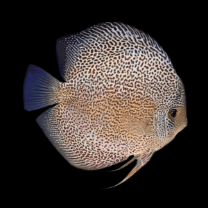 Snakeskin Discus (10Cm (12,5Cm))