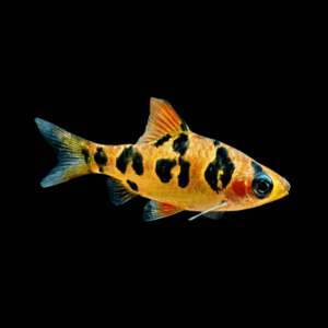Rhombo Barb (3 - 3,5 Cm)
