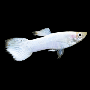 Male Snow White Guppy (3 - 4 Cm)