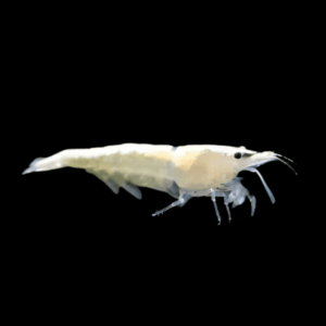 Snowball Shrimp (1 - 1,5 Cm)