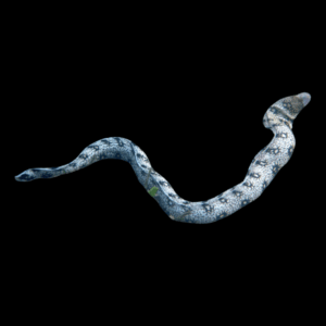 Snow Flake Starry Moray Eel - M