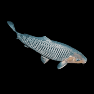 Soragoi Koi Carp 10cm X 10