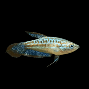 Sparkling Gourami (1 - 2,5 Cm)