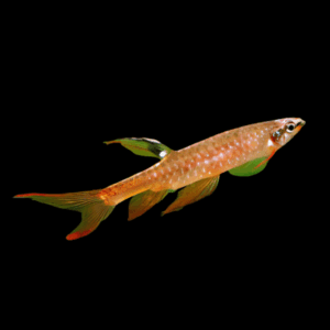 Splash Tetra (2 - 3 Cm)