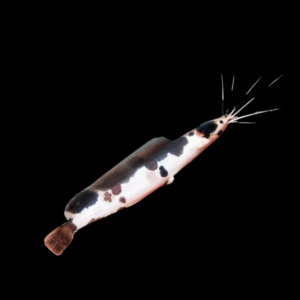 Clarias Catfish (8 - 12 Cm)