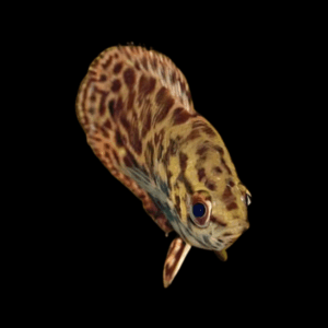 Spotted Climbing Perch (2 - 3 Cm)