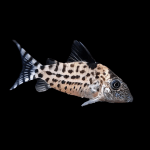 Agassiz's Spotted Corydoras (4 - 5 Cm)