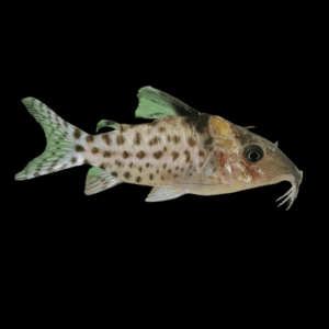 Punctatus Corydoras (3 - 4 Cm)