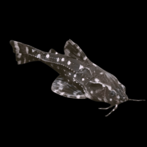 Spiny Spotted Raphael Catfish (3 - 3,5 Cm)