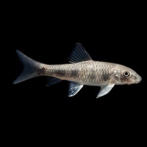 Doctor Fish Spotted Garra (3 - 4 Cm)