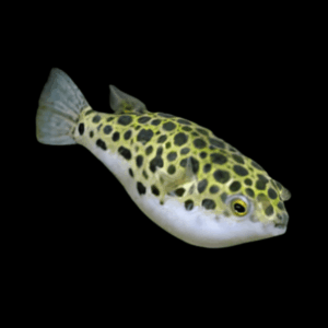 Spotted Pufferfish (2 - 3 Cm)