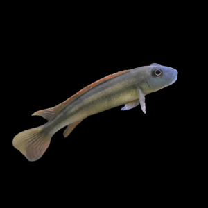 Slender Blockhead Cichlid (4 - 5 Cm)