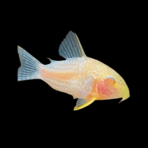Albino Sterbae Corydoras (2,5 Cm)